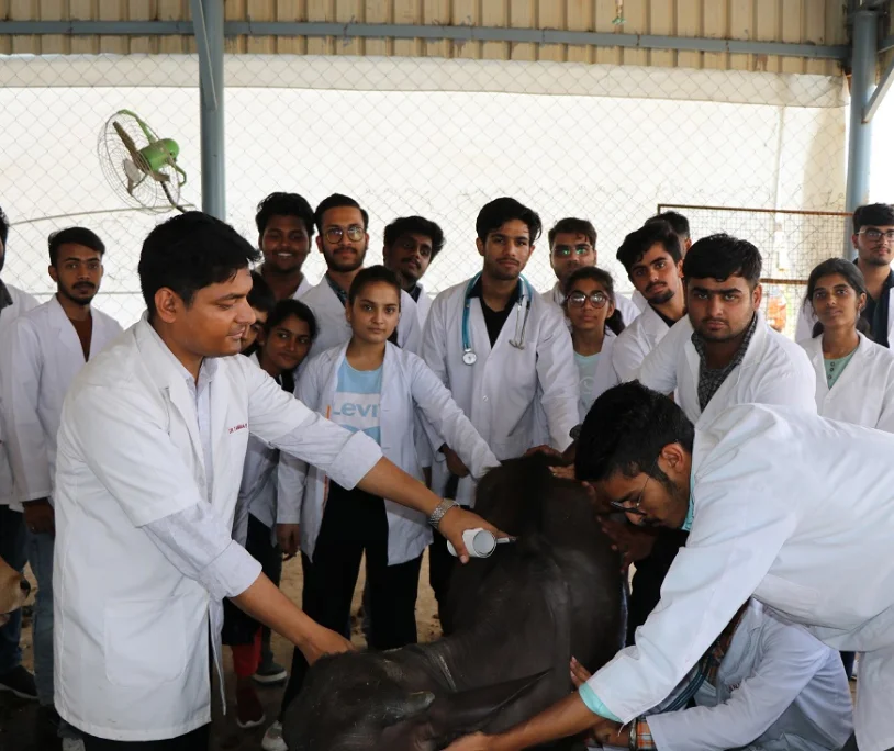 BVSc & AH course details and Veterinary colleges in India